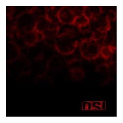 Osi - Blood (CD Digi)