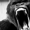 Ape Shifter - Ape Shifter I + II (Double Black Vinyl)