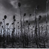 Dead Can Dance – ANASTASIS ( Doppel Coloured Vinyl )